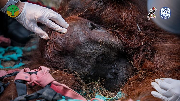 Orang-Utans auf Borneo