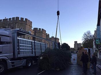 Der Coburger Baum vor Windsor Castle Foto: Radio Eins