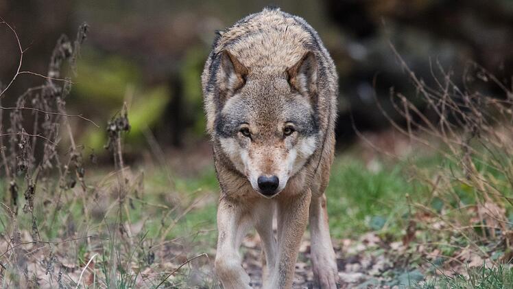 In Kreis Bamberg soll es Hinweise auf einen Wolf gegeben haben. Diese haben sich nicht bestätigt. Es soll sich dabei um einen Hund handeln. Symbolfoto: Julian Stratenschulte/dpa