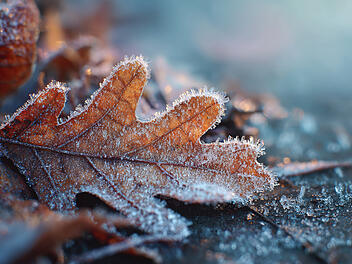 Bodenfrost, Herbst, Wetter, Kalt