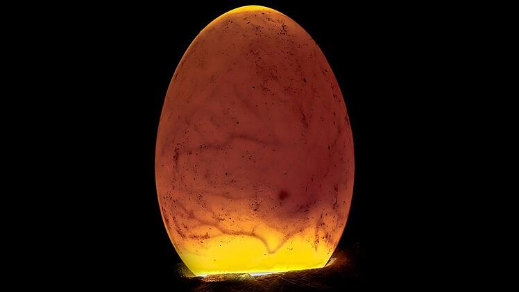 Duckling inside egg