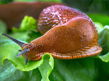 Nacktschecke, Schnecke, Garten, Ungeziefer, Schädling, Kronkorken, Salat, Salatbeet