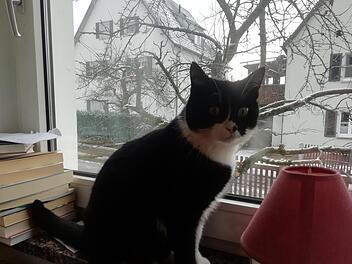 Kater HinkebeinFoto:: Katrin Geyer