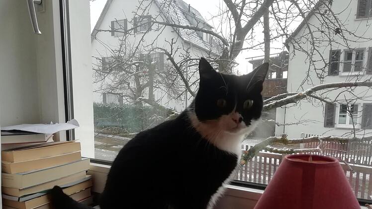 Kater HinkebeinFoto:: Katrin Geyer
