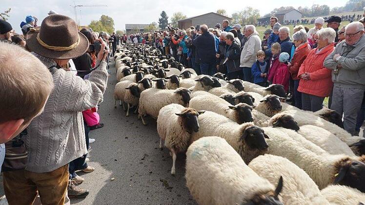 Immer wieder beeindruckend, wenn die Rhönschafherde durch die  Zuschauermenge zieht. Foto: Marion Eckert