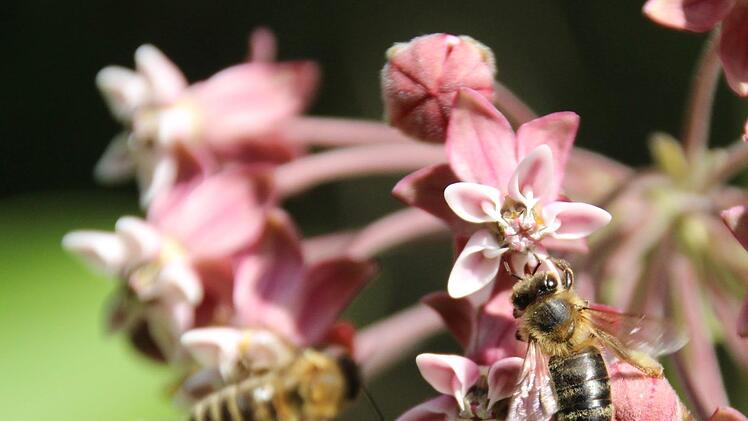 Bienenmagnet: Seidenblume
