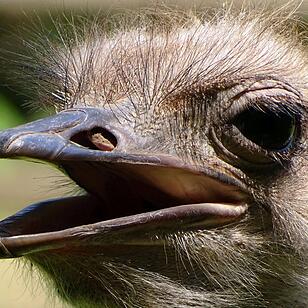 Tiergarten Nürnberg