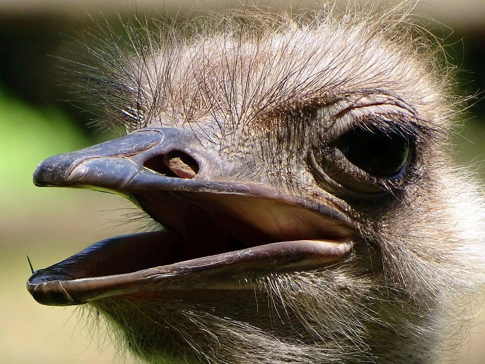 Tiergarten Nürnberg