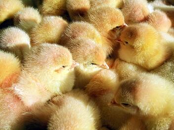 M&auml;nnliche K&uuml;ken, aufgenommen am 09.03.2016. Foto: Bernd W&uuml;stneck/dpa