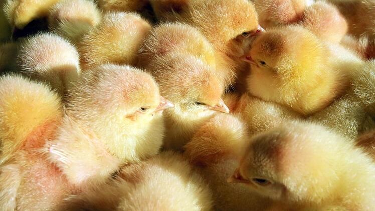 M&auml;nnliche K&uuml;ken, aufgenommen am 09.03.2016. Foto: Bernd W&uuml;stneck/dpa