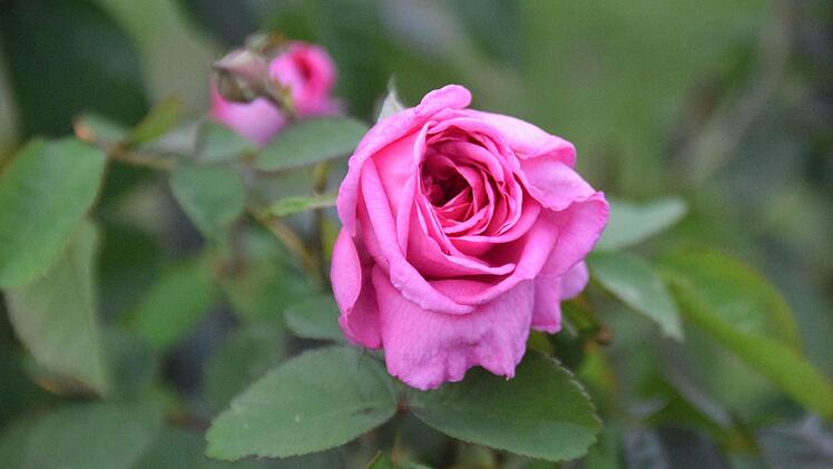 Foto: Ronald Rinklef