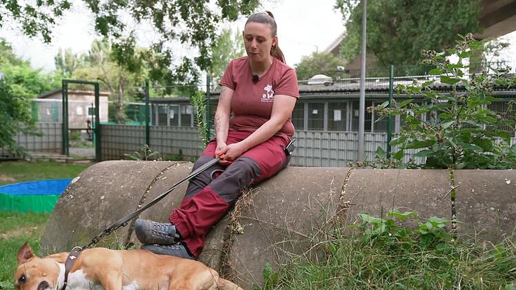 Der Amercian Staffordshire wurde sichergestellt.