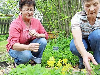Gisela Bülling probiert die Blüten der Schlüsselblume. Hinter ihr wachsen Girsch (für Salate) und Waldmeister (nicht nur für Bowle). Rechts die Mannsgereuther Kräuterfee Erna Müller.  Fotos: Tim Birkner