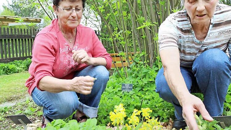 Gisela Bülling probiert die Blüten der Schlüsselblume. Hinter ihr wachsen Girsch (für Salate) und Waldmeister (nicht nur für Bowle). Rechts die Mannsgereuther Kräuterfee Erna Müller.  Fotos: Tim Birkner