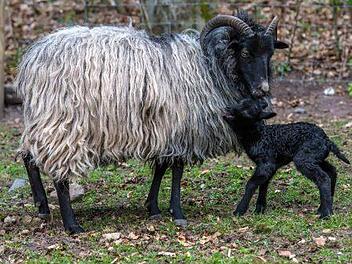 Mehr Platz für die Tiere: In der Stadt Gersfeld macht man sich gerade Überlegungen zur Neukonzeption des Wildparks. Dazu könnte auch eine Vergrößerung gehören. Foto: Anand Anders