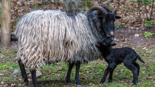 Mehr Platz für die Tiere: In der Stadt Gersfeld macht man sich gerade Überlegungen zur Neukonzeption des Wildparks. Dazu könnte auch eine Vergrößerung gehören. Foto: Anand Anders