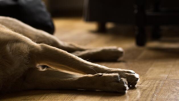 Hund schlafend liegen Wohnung