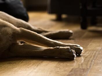 Hund schlafend liegen Wohnung