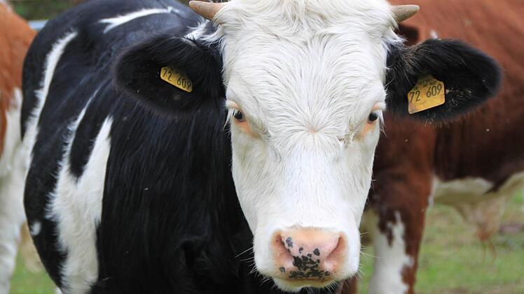 Eine der Kühe, die das Gras und die Vegetation auf der Halbinsel kurz halten sollen. Foto: Matthias Einwag