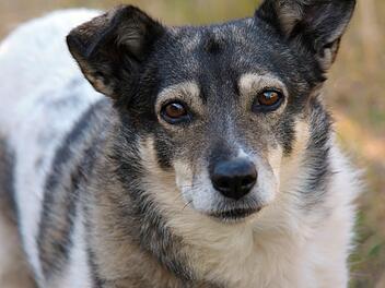Tierheim Bamberg: Hündin Grace legt überraschende Wandlung hin - "großer Erfolg" nach schwerem Trauma