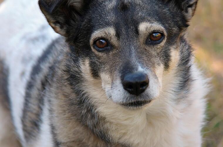 Tierheim Bamberg: Hündin Grace legt überraschende Wandlung hin