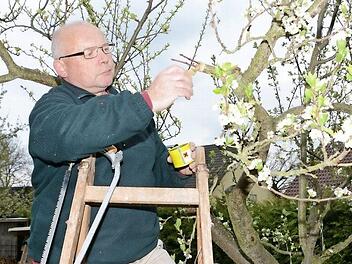 Bernhard Krauß veredelt eine weitere Sorte auf seinen Zwetschgenbaum. Es ist schon die achte. Foto: Dagmar Besand