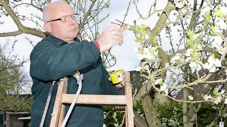 Bernhard Krauß veredelt eine weitere Sorte auf seinen Zwetschgenbaum. Es ist schon die achte. Foto: Dagmar Besand