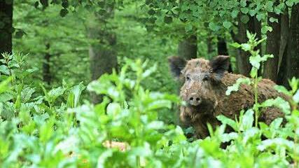 Schwarzkittel sind gern gesehen - auch auf der Speisekarte.