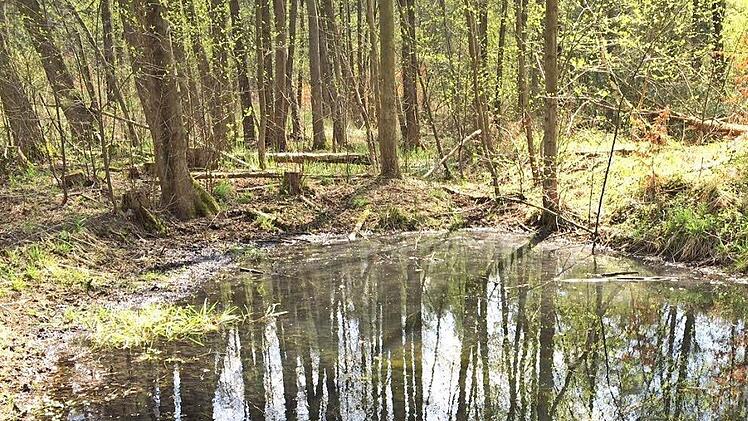 Unverhofftes Geschenk: Der ehemalige Truppenübungsplatz östlich der Autobahn wird zum Nationalen Naturerbe erklärt.  Foto: Wehner