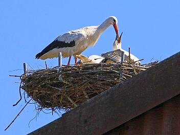Der Nachwuchs im Storchenhorst auf dem "Hessenhof" muss sich noch ein bisschen Gewicht anfuttern, um bereit für die lange Reise in das Winterquartiert zu sein. Foto: Hans-Peter Schönecker