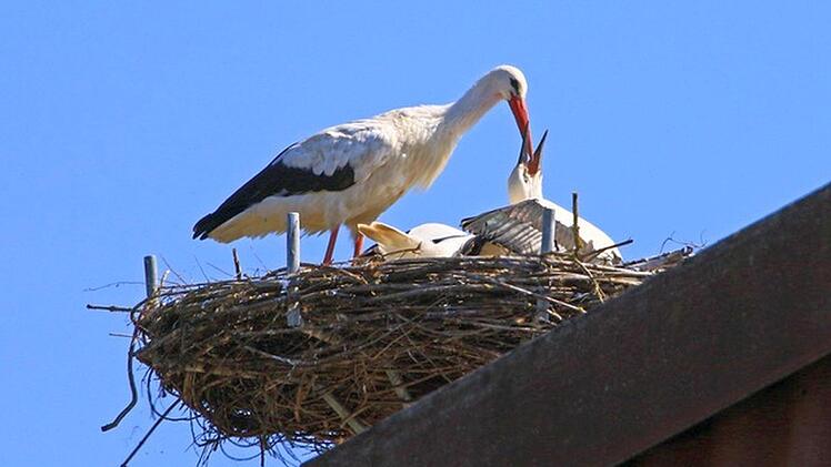 Der Nachwuchs im Storchenhorst auf dem "Hessenhof" muss sich noch ein bisschen Gewicht anfuttern, um bereit für die lange Reise in das Winterquartiert zu sein. Foto: Hans-Peter Schönecker