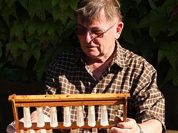 Imkervereinsvorsitzender Peter Kirchner wurde beid er jahersversammlung in seinem Amt bestätigt. Unser Bild zeigt ihn mit dem Zuchtrahmen für die geschlüpften Königinnen Foto: Günther Geiling
