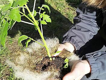 Schafwolle wirkt als Wasserspeicher und liefert natürlichen Dünger für die Tomatenpflanze.  Foto: Brigitte Krause