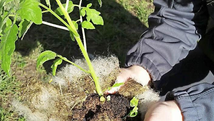 Schafwolle wirkt als Wasserspeicher und liefert natürlichen Dünger für die Tomatenpflanze.  Foto: Brigitte Krause