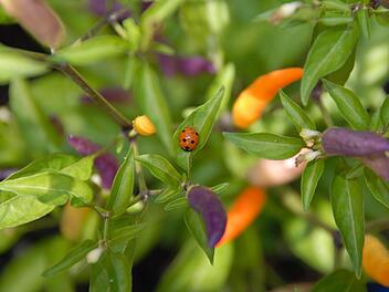 Chilis gibt es in vielen Farben, Formen und Schärfegraden. Das in den Früchten enthaltene Capsaicin sorgt nicht nur für Schärfe, sondern auch für emotionale Höhenflüge. Foto: Dagmar Besand