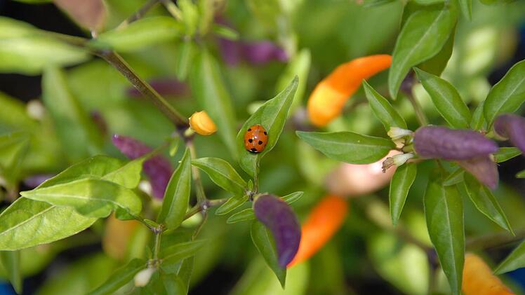 Chilis gibt es in vielen Farben, Formen und Schärfegraden. Das in den Früchten enthaltene Capsaicin sorgt nicht nur für Schärfe, sondern auch für emotionale Höhenflüge. Foto: Dagmar Besand