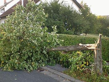 Bei einem starken Windstoß im September brach der Baum mittendurch. Foto: Gemeinde Stegaurach