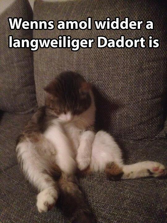 29 fränkische Katzen, die dich verstehen