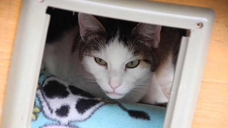 Katze im Tierheim Wannigsmühle.Heike Beudert