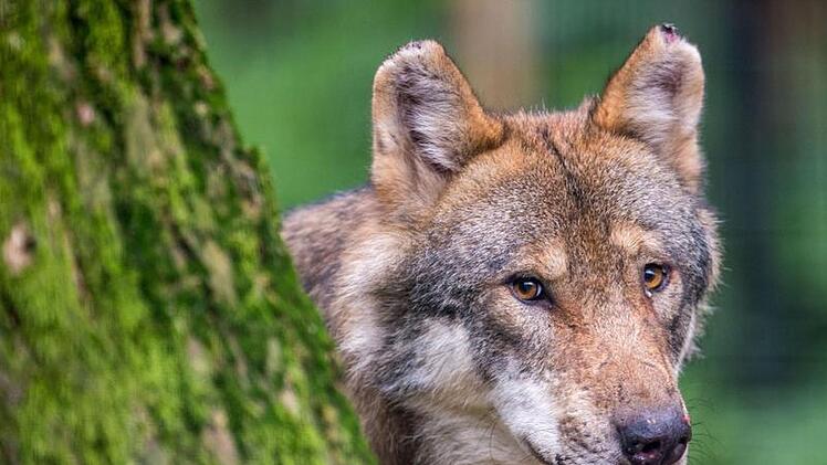 Offenbar gab es einen Wolfs-Angriff im Kreis Bayreuth