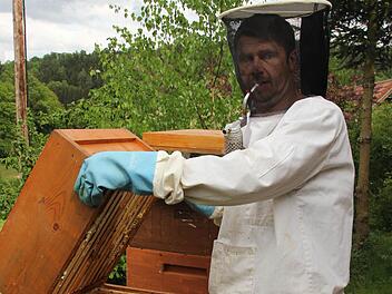 Klaus Ruppert öffnet den Bienenkasten. Dabei ist er vor Stichen der bis zu 50.000 Insekten geschützt. Mit Rauch aus dem Smoker beruhigt er sie.   Fotos: Friedwald Schedel