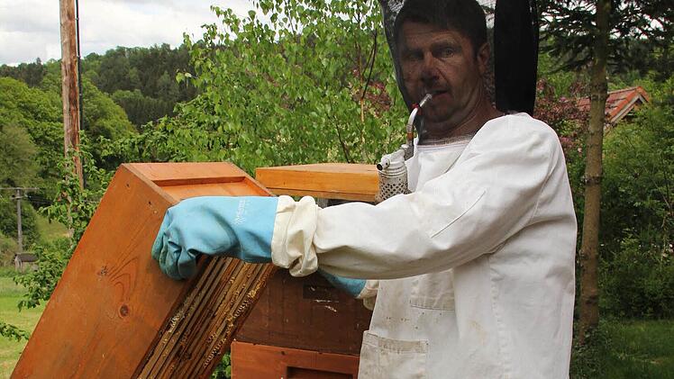 Klaus Ruppert öffnet den Bienenkasten. Dabei ist er vor Stichen der bis zu 50.000 Insekten geschützt. Mit Rauch aus dem Smoker beruhigt er sie.   Fotos: Friedwald Schedel