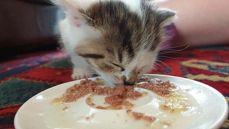 In einer Tierarztpraxis wurde Katze Phoebe  von dem Altöl befreit. Foto: privat