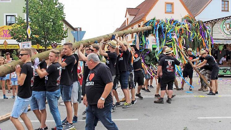 Die stattliche Fichte wird mit vielen Hau-Ruck-Rufen in die Senkrechte gebracht. Foto: Evi Seeger