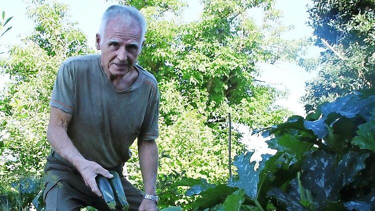 Ludwig Schneider entdeckt in seinem Gemüsegarten immer wieder Fruchtkörper, die von einem Unbekannten beschädigt werden. Zuletzt machte sich der Täter an den Zucchinis zu schaffen. Er ritzte das Gemüse nach Ansicht Schneiders mit einem Messer ein - kein "Totalschaden", aber eine miese Stichelei, die den Gärtner verärgert, kostet die Aufzucht doch viel Zeit und Hingabe. Fotos: Andreas Lösch