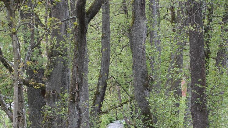 Für die Neugestaltung des Geländes wird  die Sinn verlegt werden. Foto: Ulrike Müller