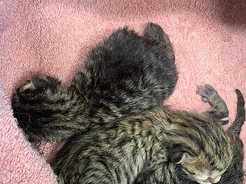 Tierheim Erlangen mit emotionalem Hilferuf: "Überrollt uns momentan"