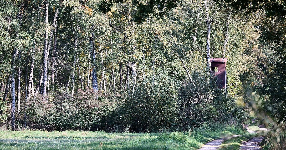 München: Angst vor Raubkatze geht um - Drohnen und Helikopter im Einsatz