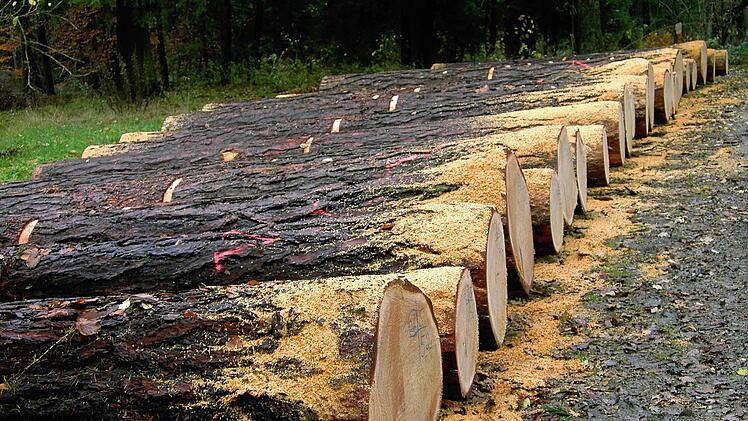 Da liegen sie, in Reih' und Glied: Die schönsten Nadelholzstämme aus dem Forstbetrieb Coburg. Foto: Norbert Seitz