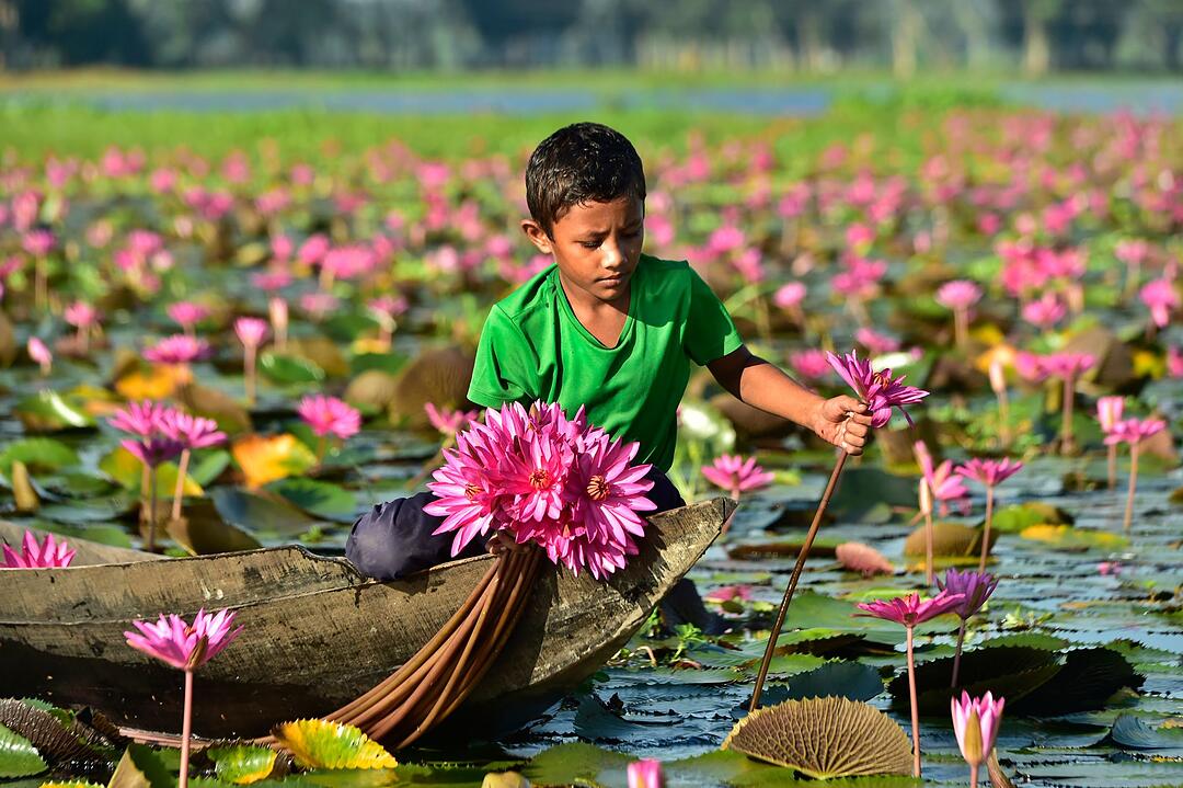 Seerosen-Ernte in Bangladesh